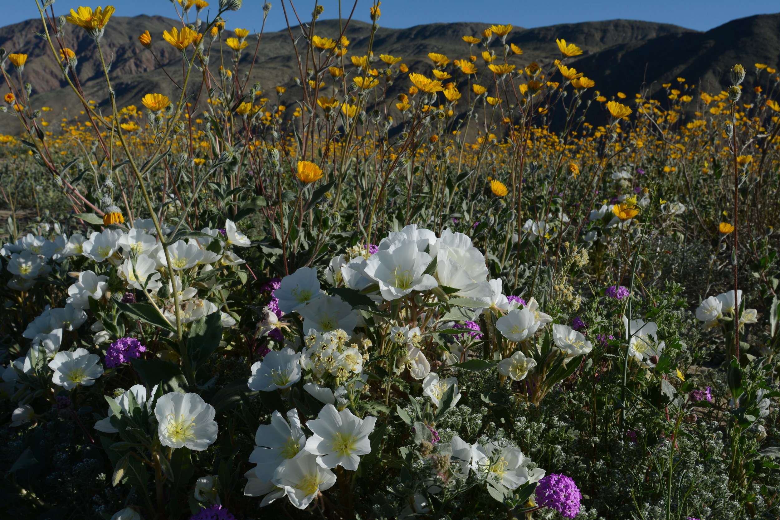 Oenothera deltoides