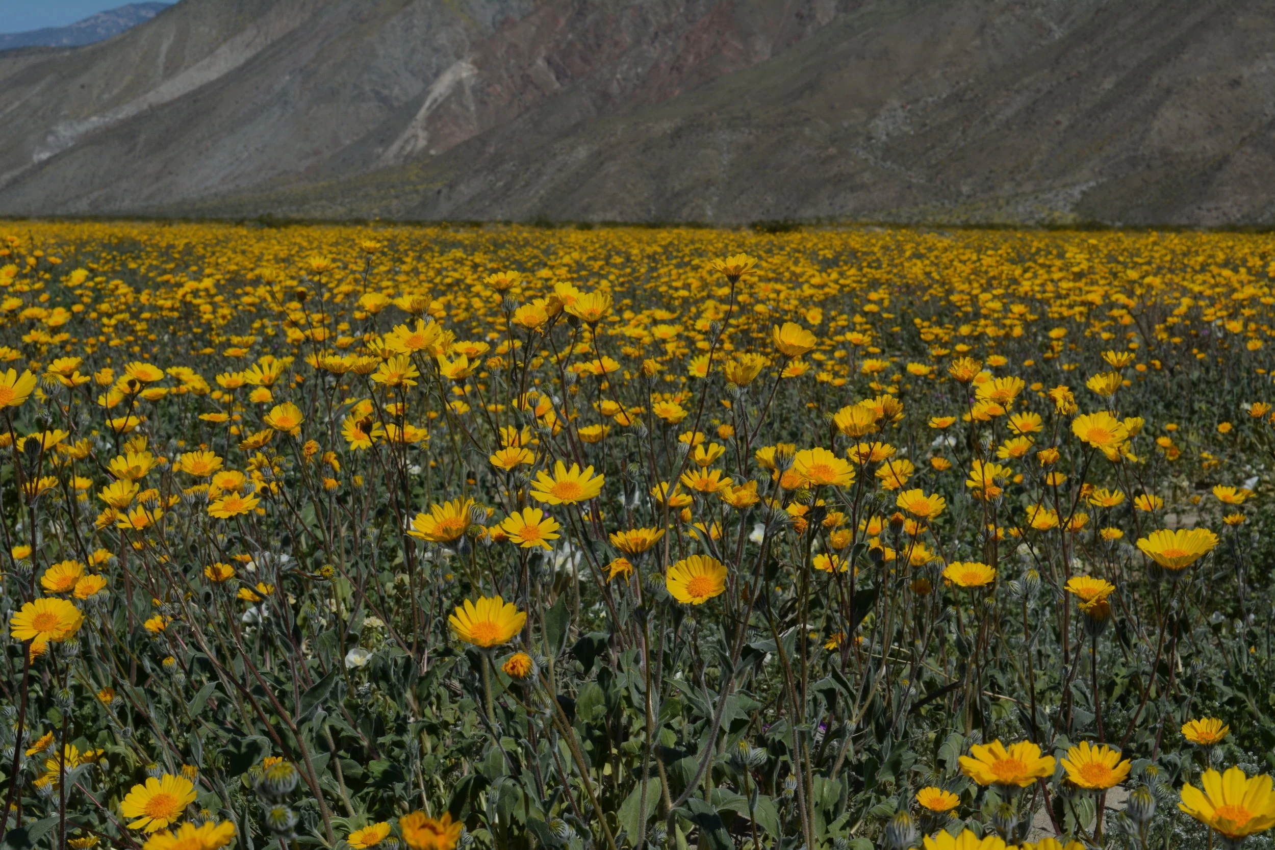 Geraea canescens