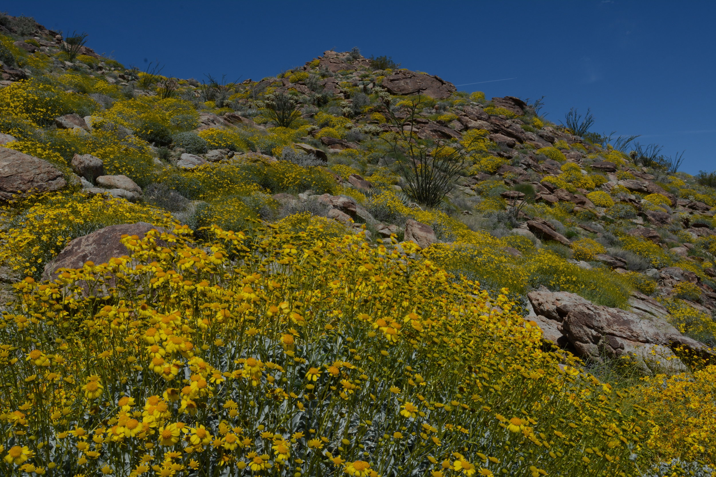 Desert Wildflowers - San Diego chapter - CNPS, image size:2500x1667