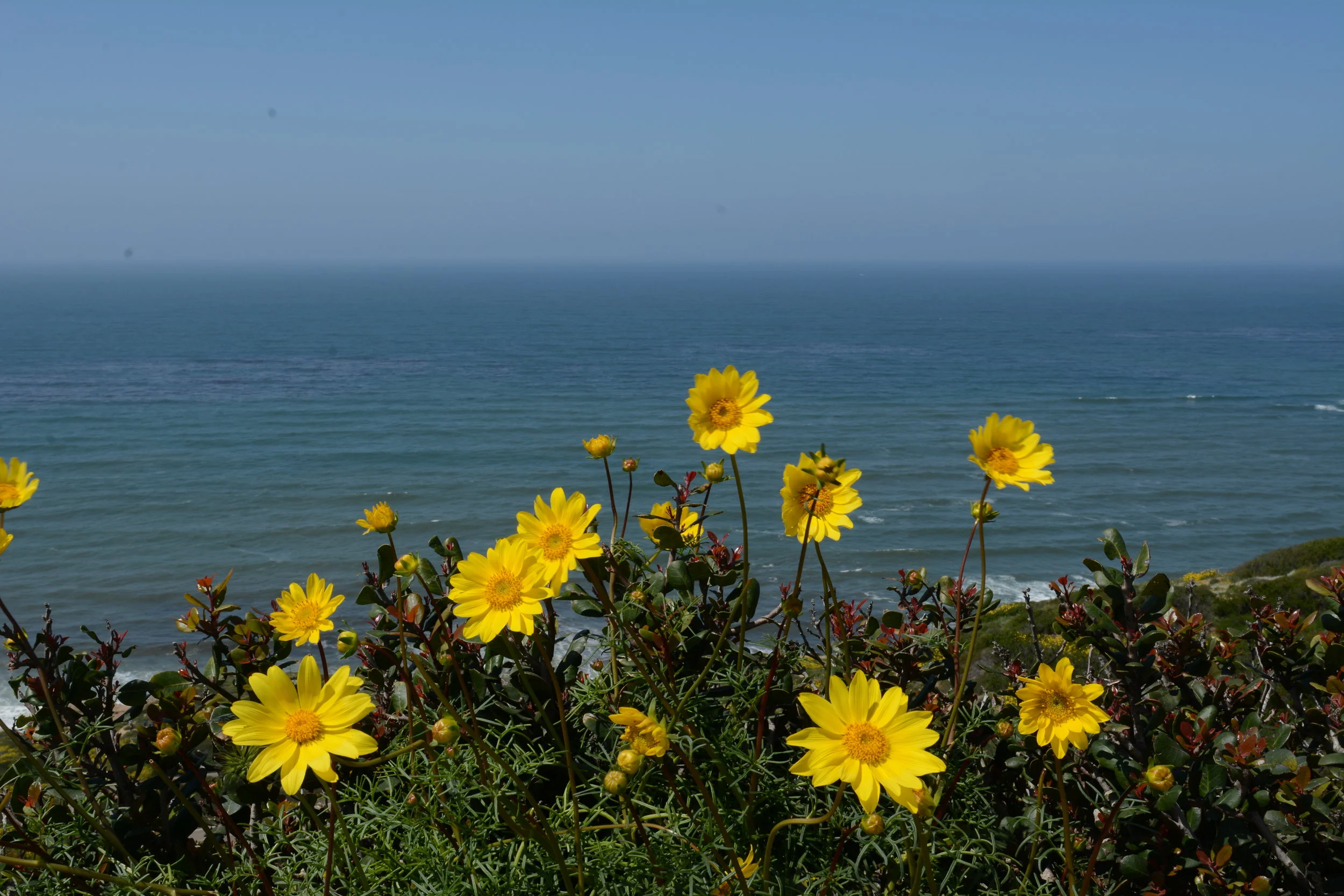 Leptosyne maritima on Pt Loma