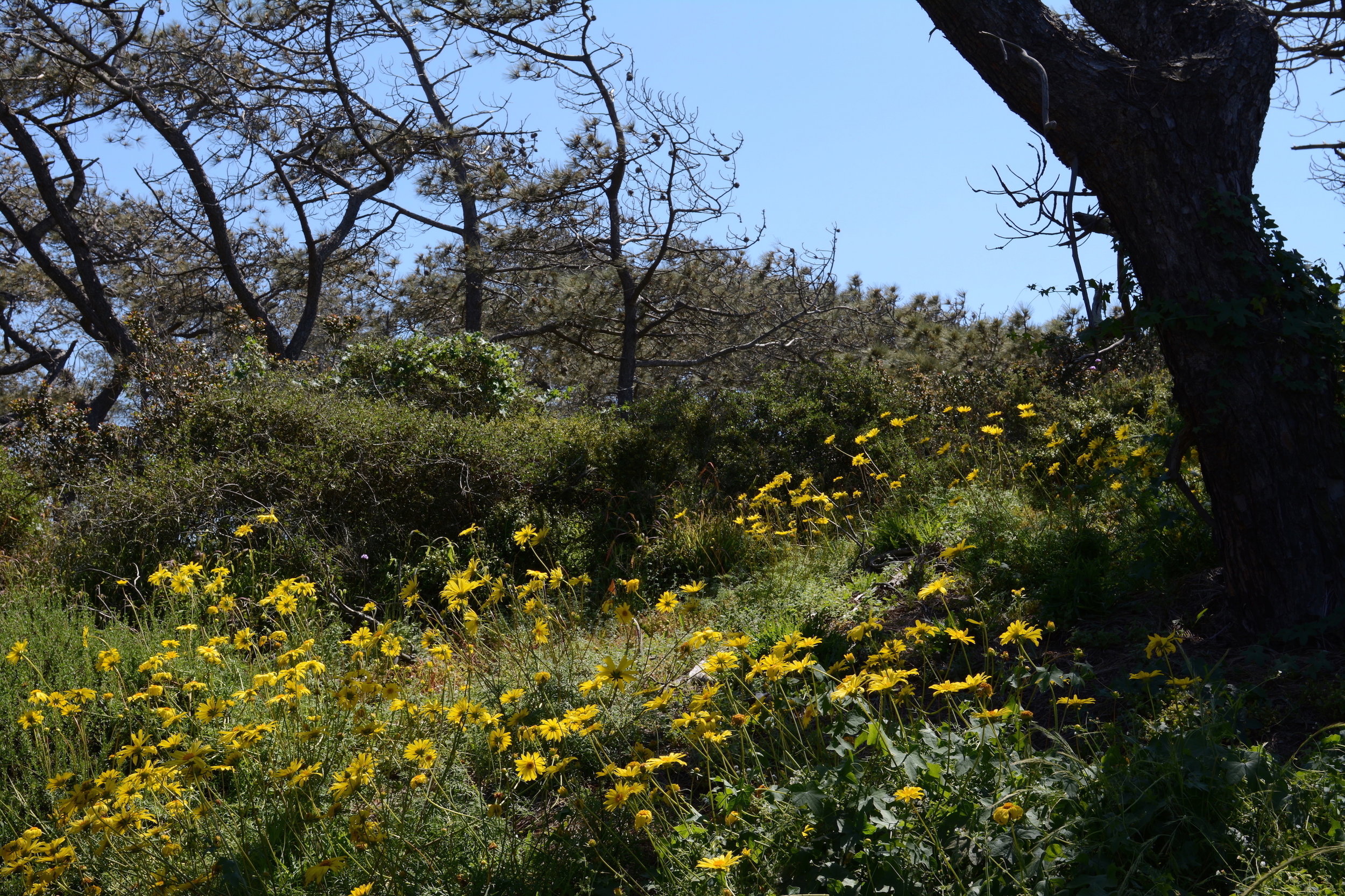 Leptosyne and Pinus torreyana at Torrey Pines