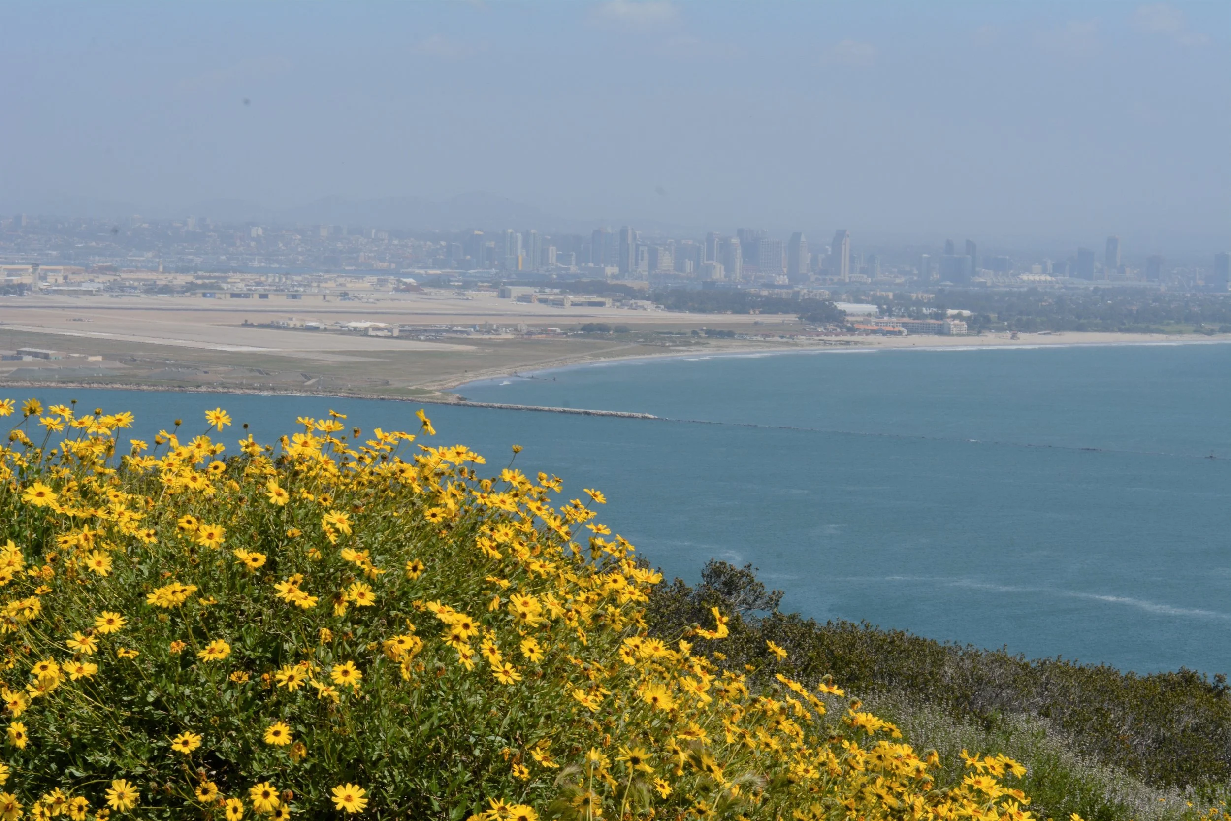 Encelia californica (California encelia) with the city in background&nbsp;