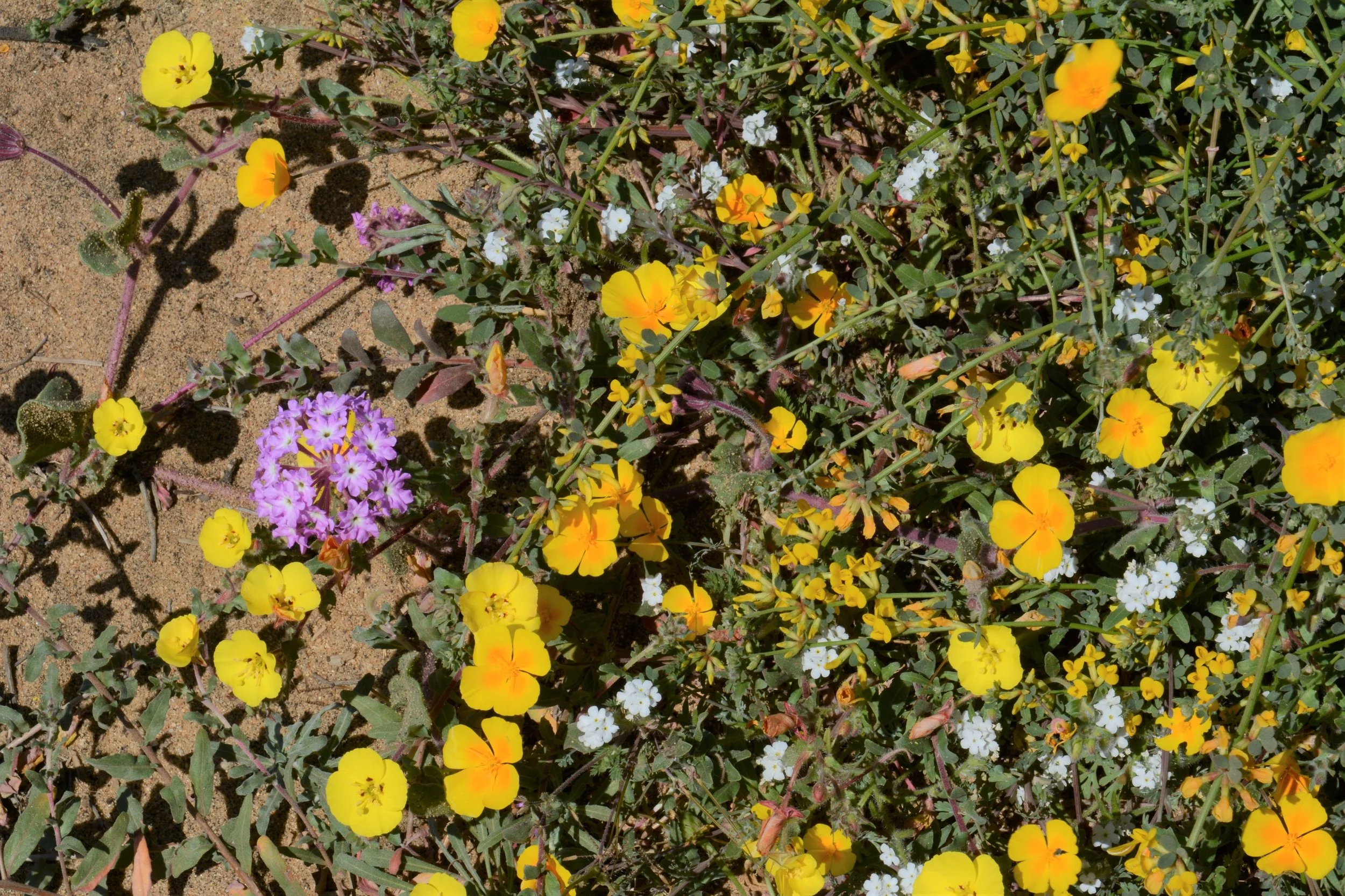 Floral diversity at Torrey Pines State Preserve
