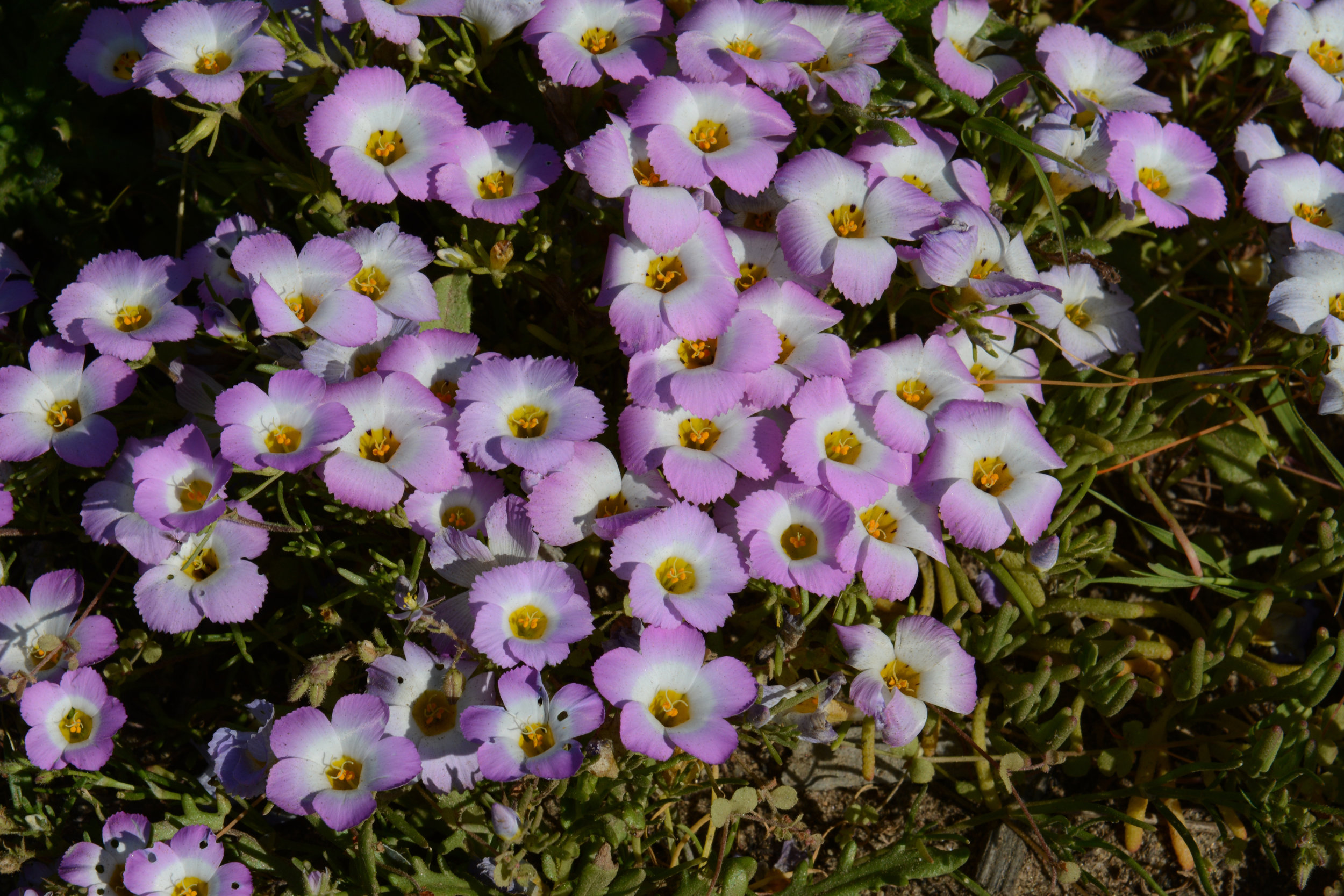 Linanthus dianthiflorus on Point Loma&nbsp;