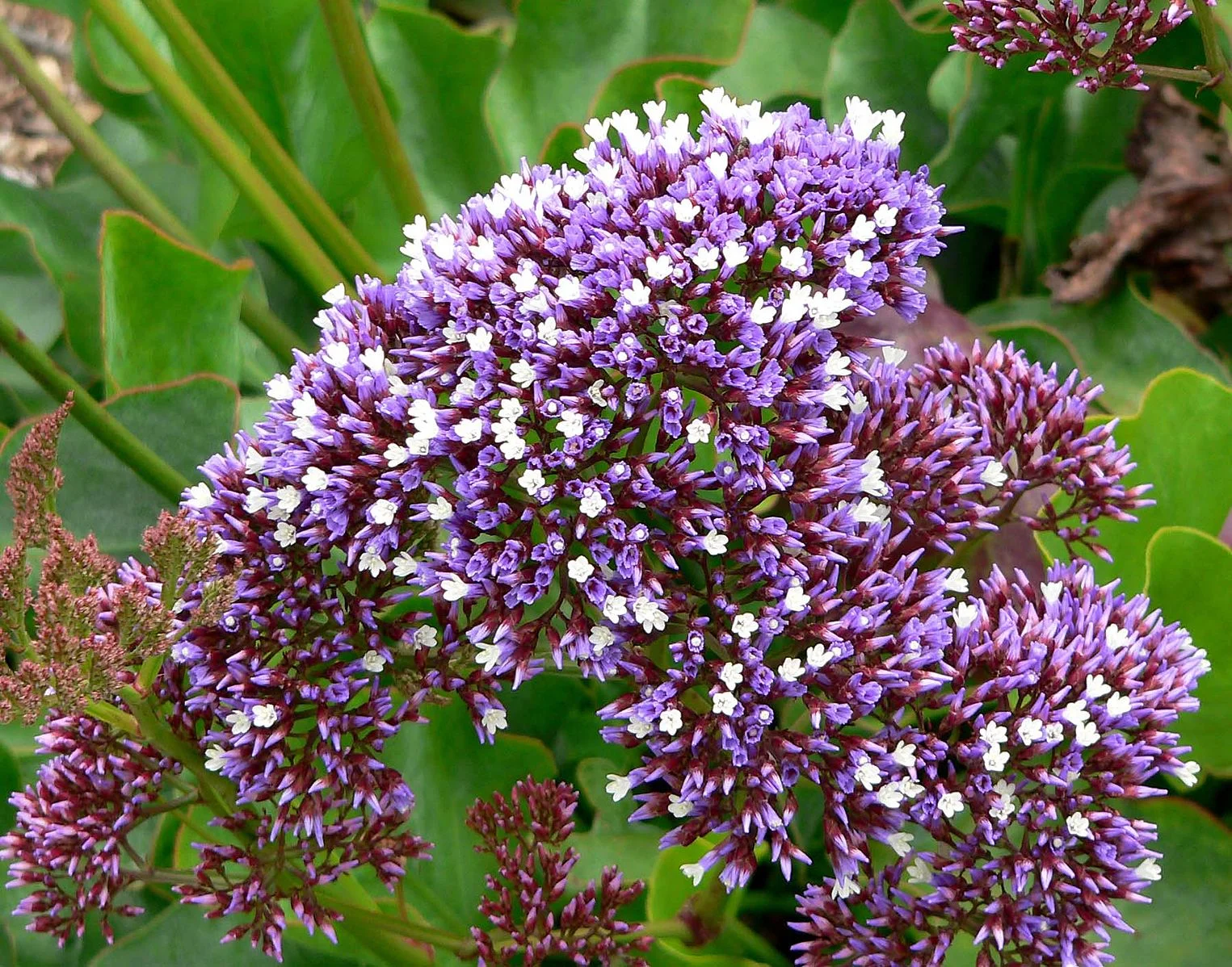 Stan Shebs,&nbsp;Limonium perezii 2,&nbsp;CC BY-SA 3.0