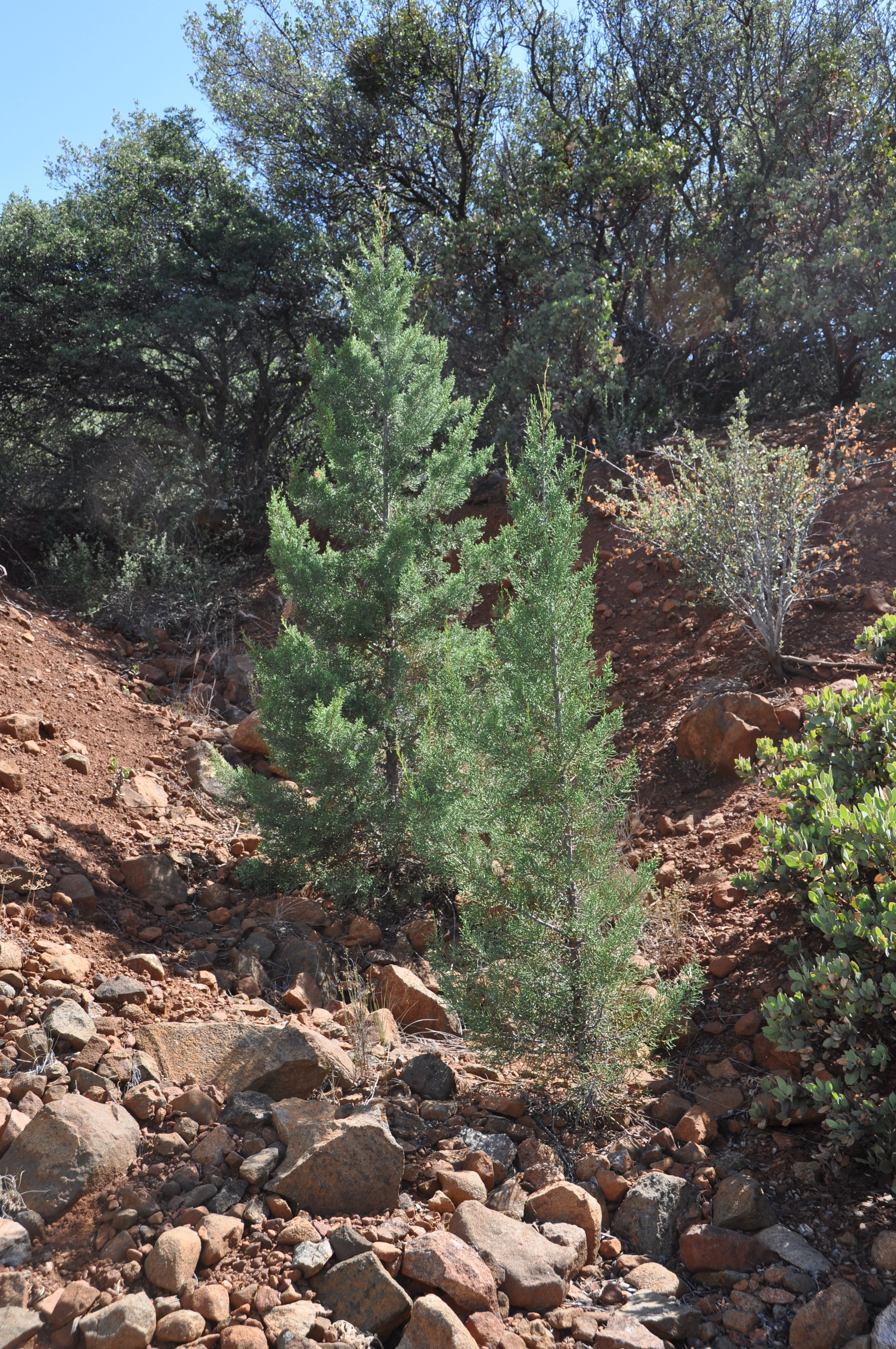 Hesperocyparis forbesii (Tecate Cypress) seedlings