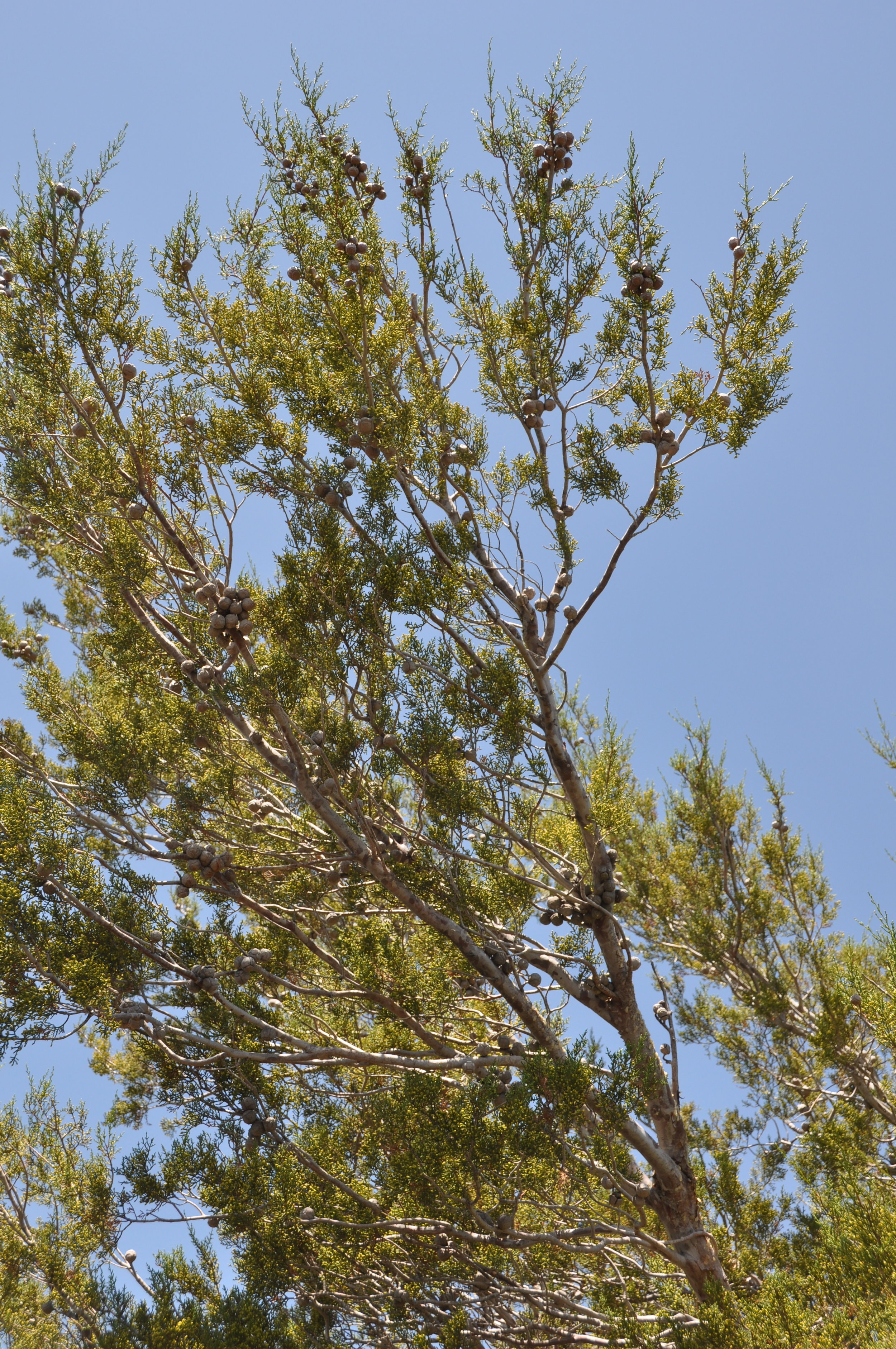 Tecate Cypress branches and cones