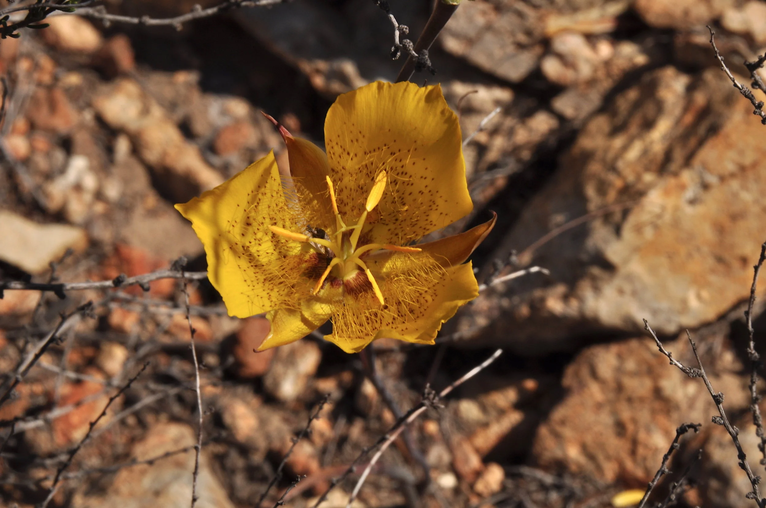 Weed's Mariposa Lily (Calochortus weedii)