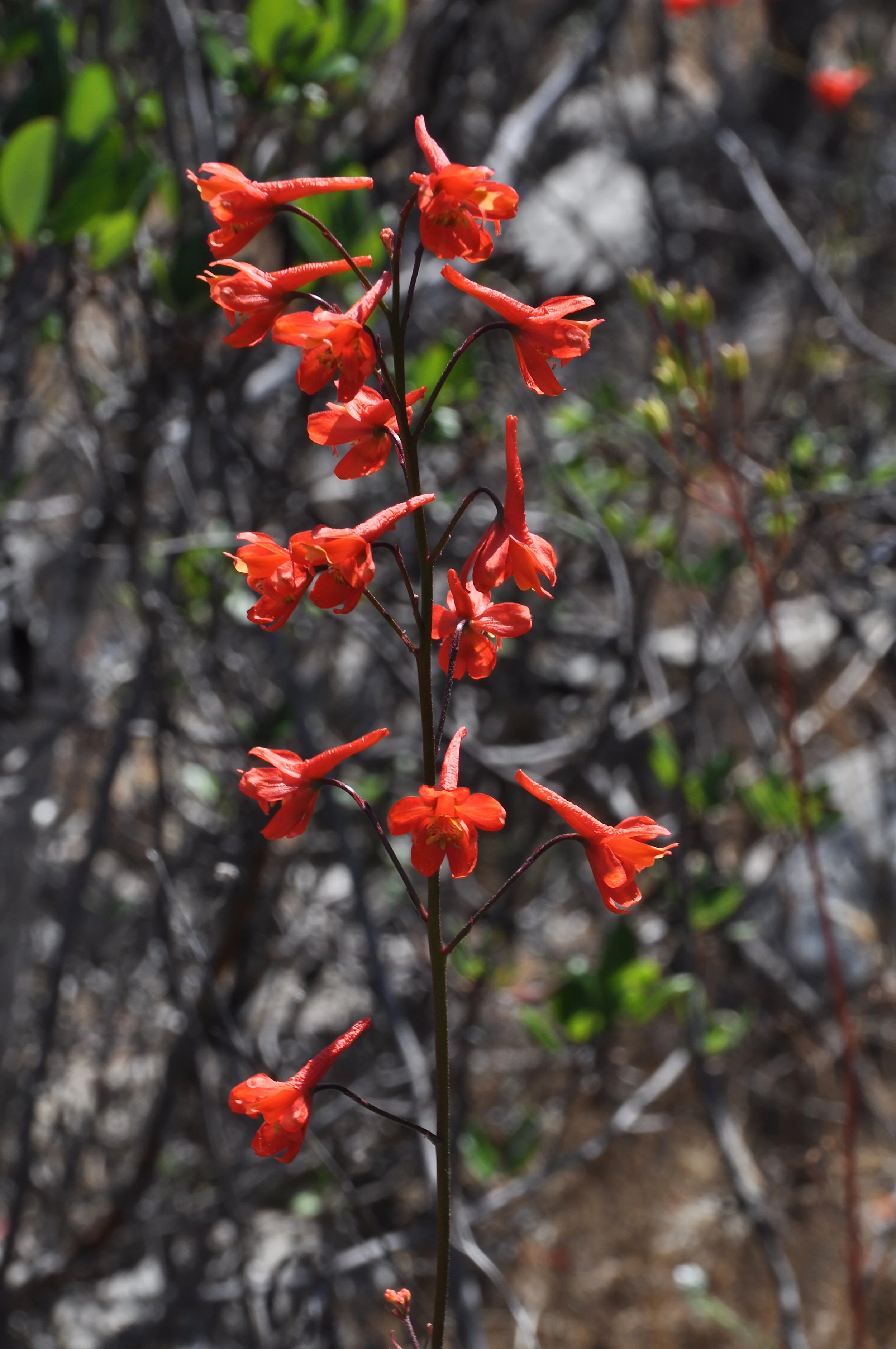 Scarlet Larkspur (Delphinium cardinale)