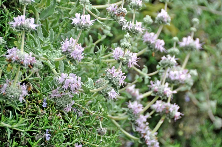 Salvia leucophylla ‘Pt. Sal’ in the garden – Photo by Nancy Bauer