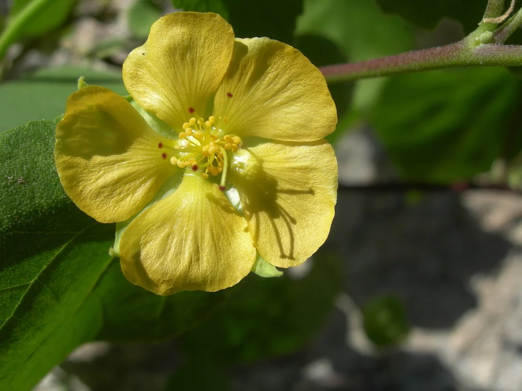 Scientific Name: Abutilon abutiloides (Jacq.) Garcke ex Britt. & WilsonPhotographer: Ries LindleyManager: SEINetLocality: Arizona, Pima County, Santa Catalina Mountains, Mt. Lemmon Highway a few miles below Molino Basin