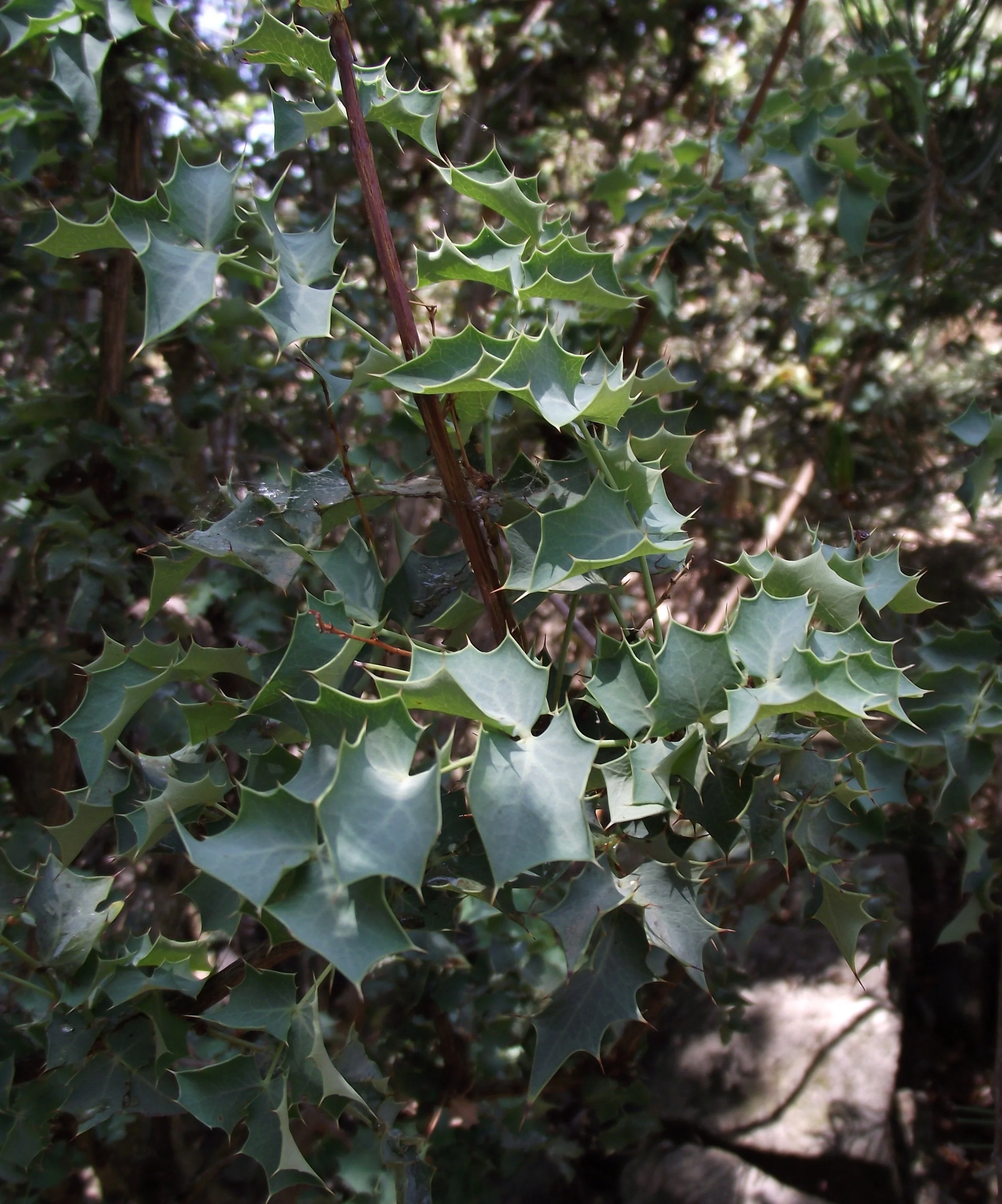 Higgin’s barberry (Berberis higginsiae)