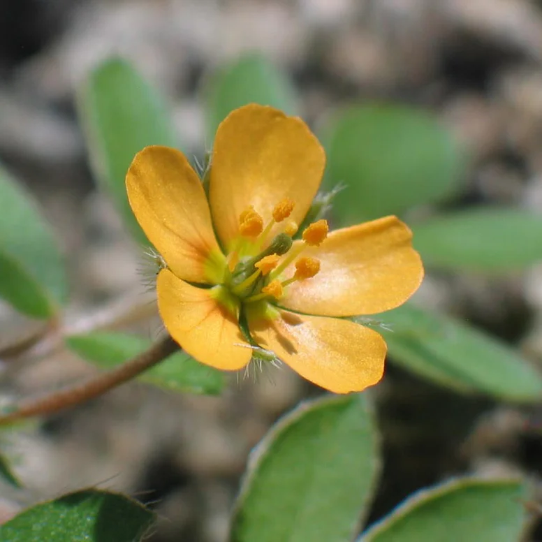 Scientific Name: Kallstroemia parviflora J.B.S. NortonPhotographer: Liz MakingsManager: ASU Vascular Plant HerbariumLocality: San Pedro Riparian National Conservation Area