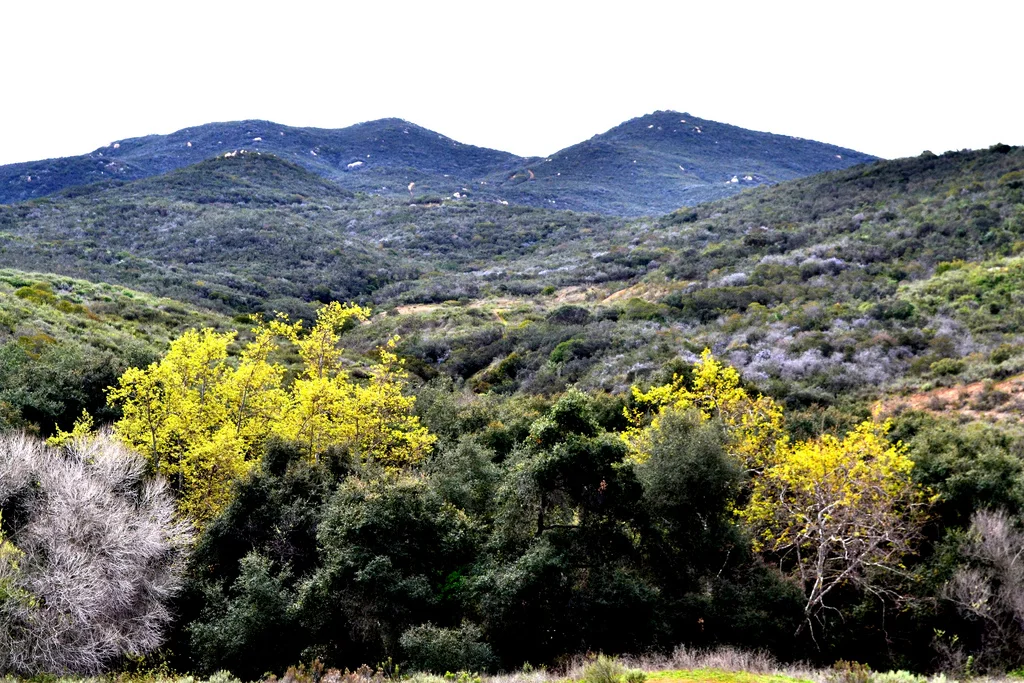 Pictured: Coastal sage scrub and riparian habitat at San Diego National Wildlife Refuge | Photo by USFWS Pacific