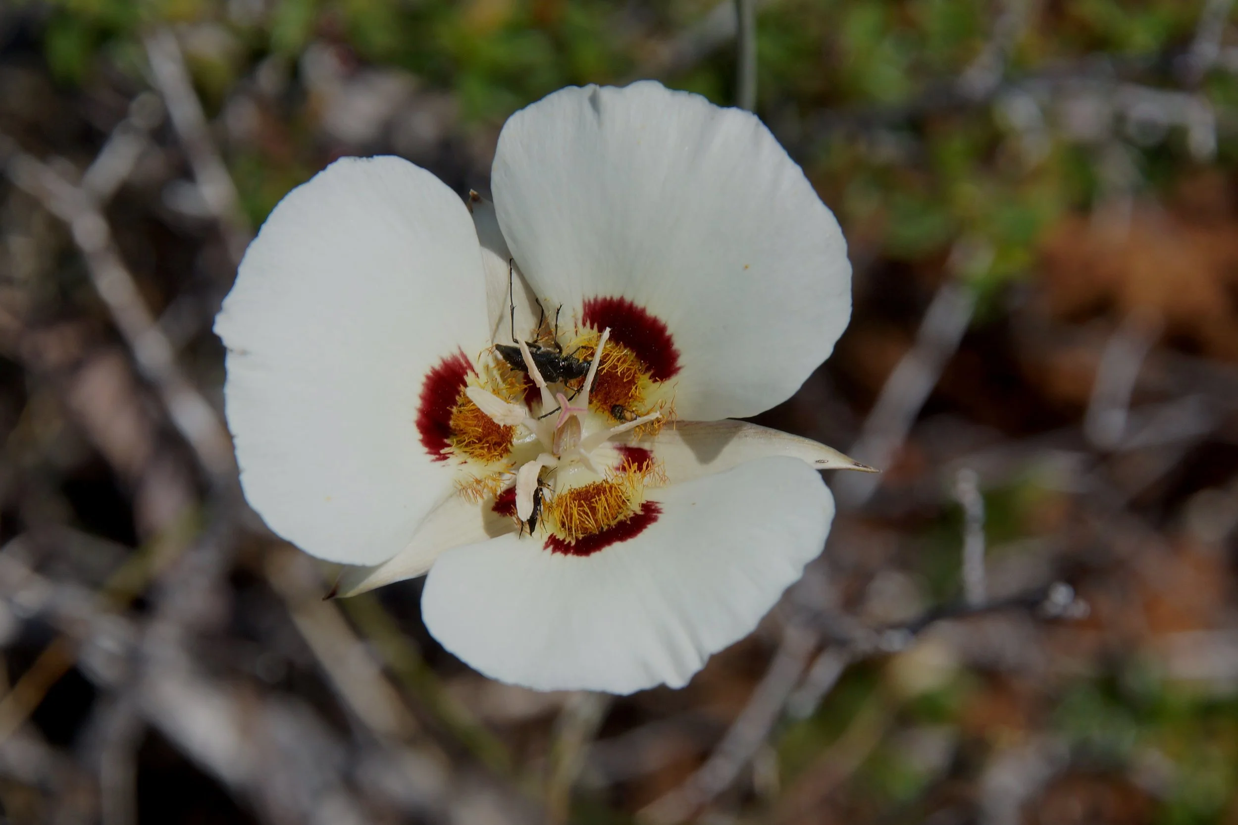 Mini Grants San Diego Chapter