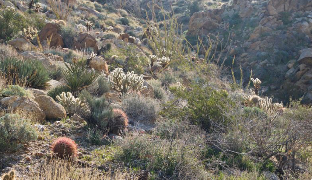 FIELD TRIP Plum Canyon Anza Borrego State Park — San Diego Chapter