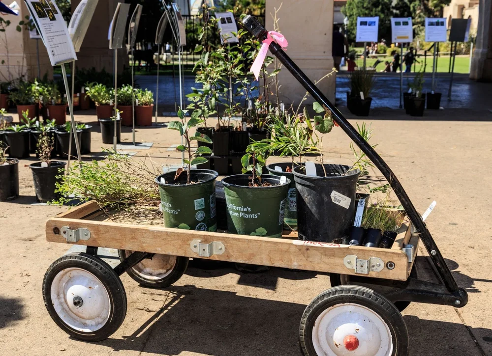 Where to Buy Native Plants in Southern California — San Diego Chapter