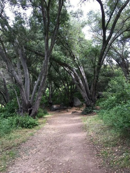 Santa margarita.jpg