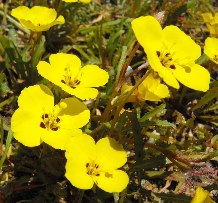 Camissoniopis bistorta