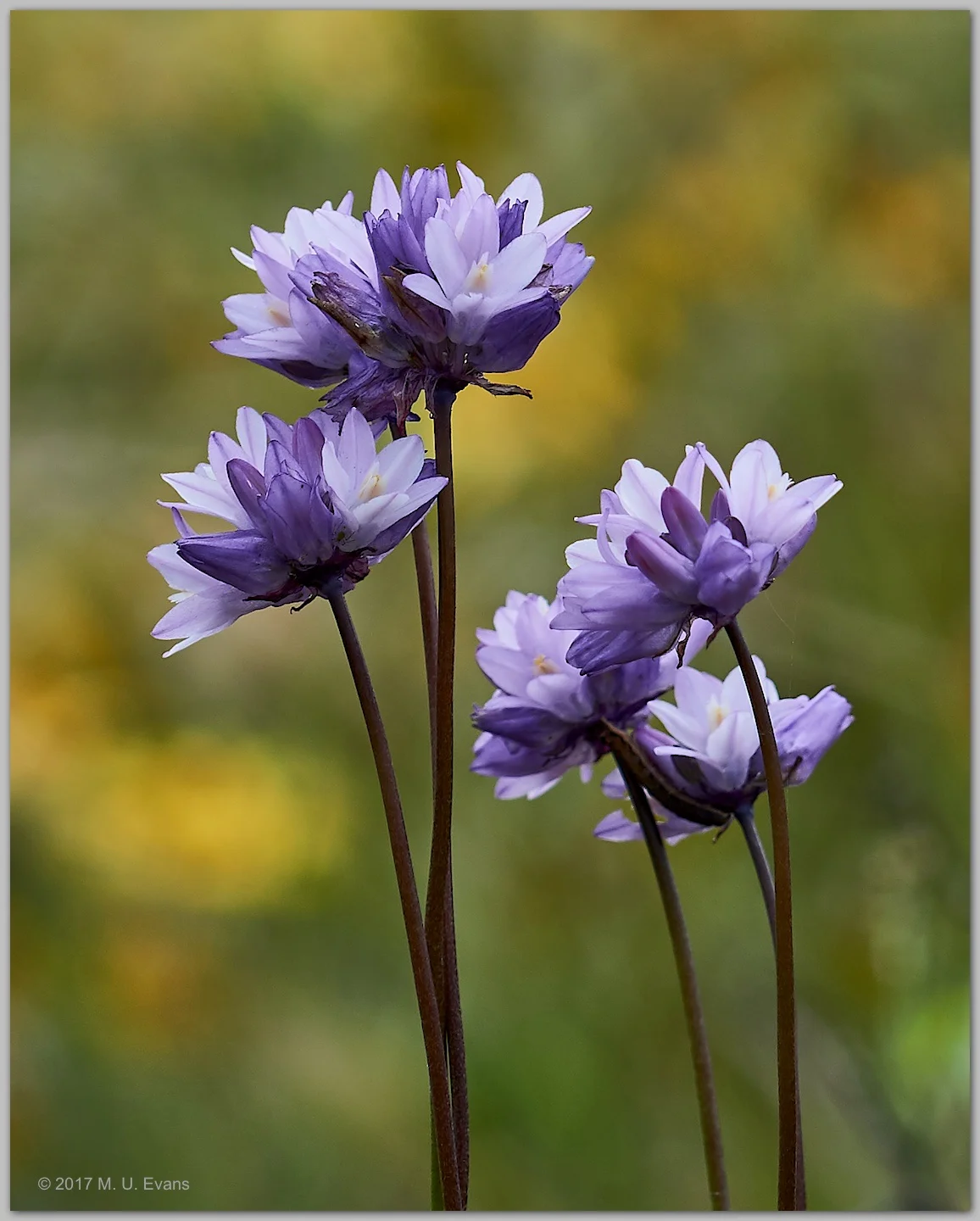 Dichelostemma capitatum Photo by Michael Evans