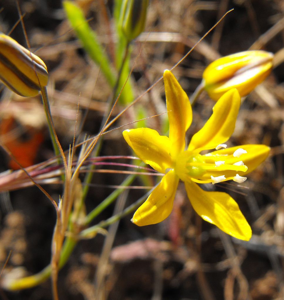 Bloomeria crocea