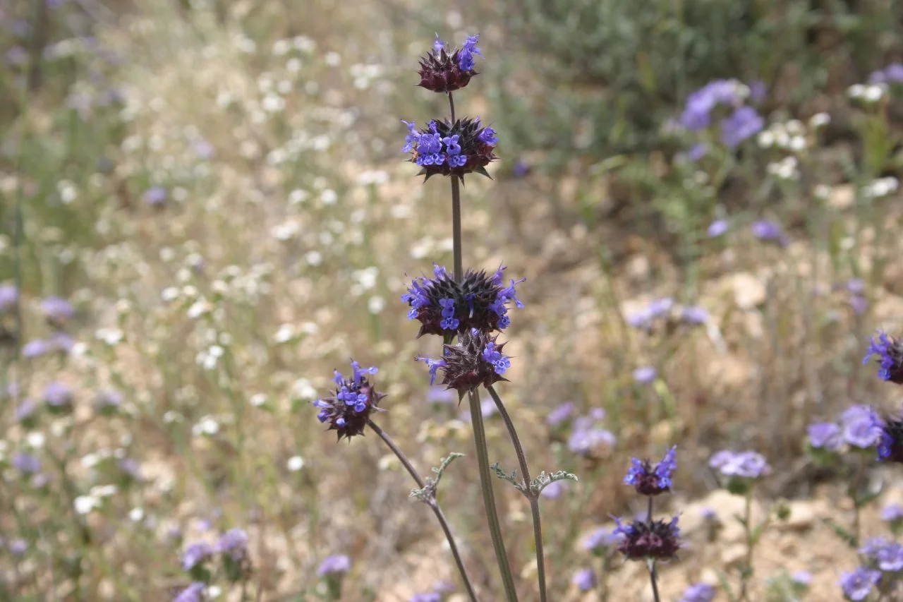 Salvia columbariae