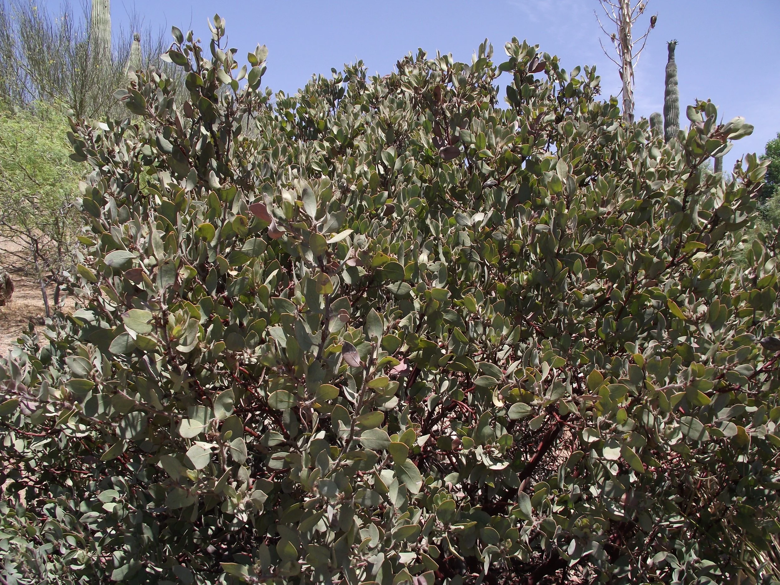 Arctostaphylos glandulosa ssp. crassifolia