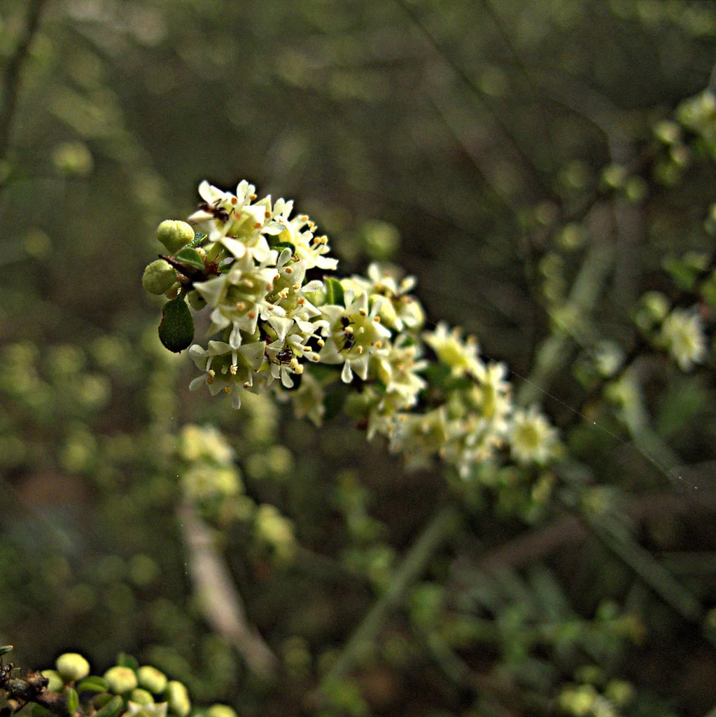 Adolphia californica