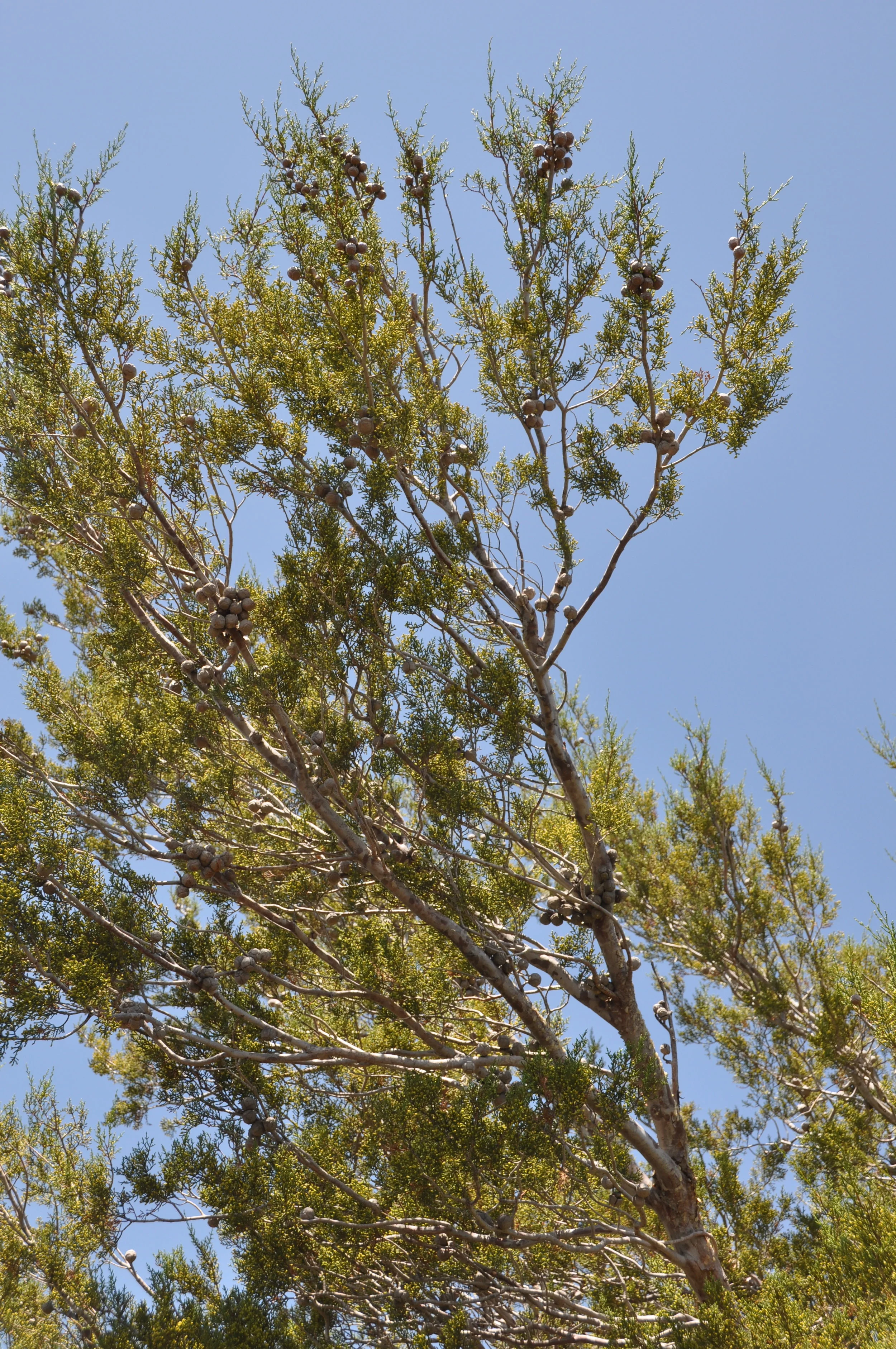 Hesperocyparis forbesii photo by Tom Oberbauer