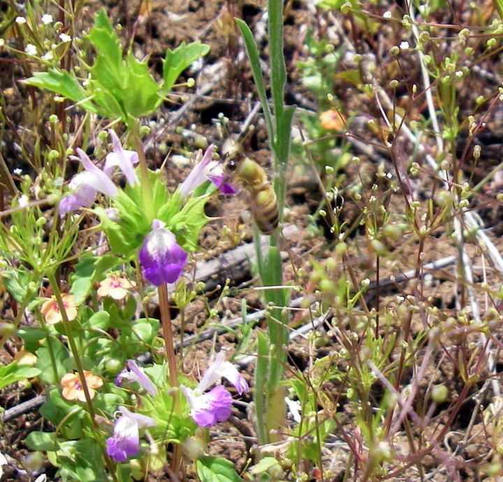 Acanthomintha ilicifolia photo by David Varner.