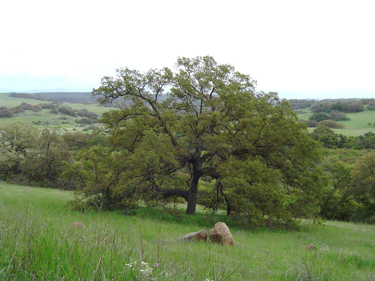 Quercus engelmanii