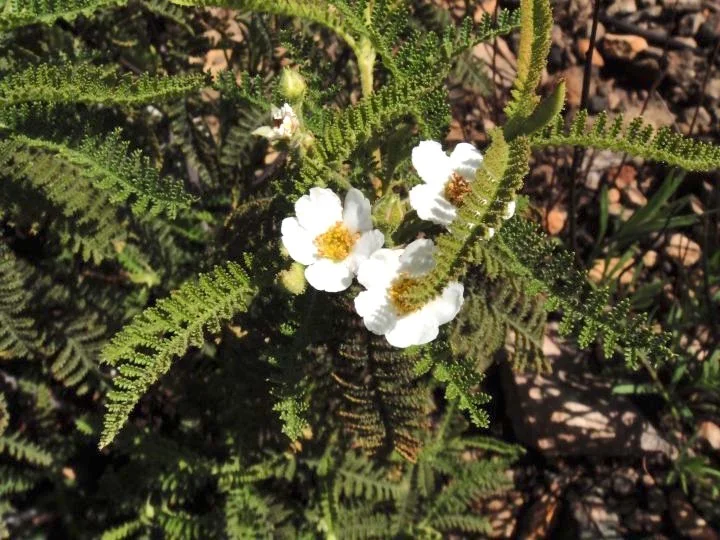 Chamaebatia australis