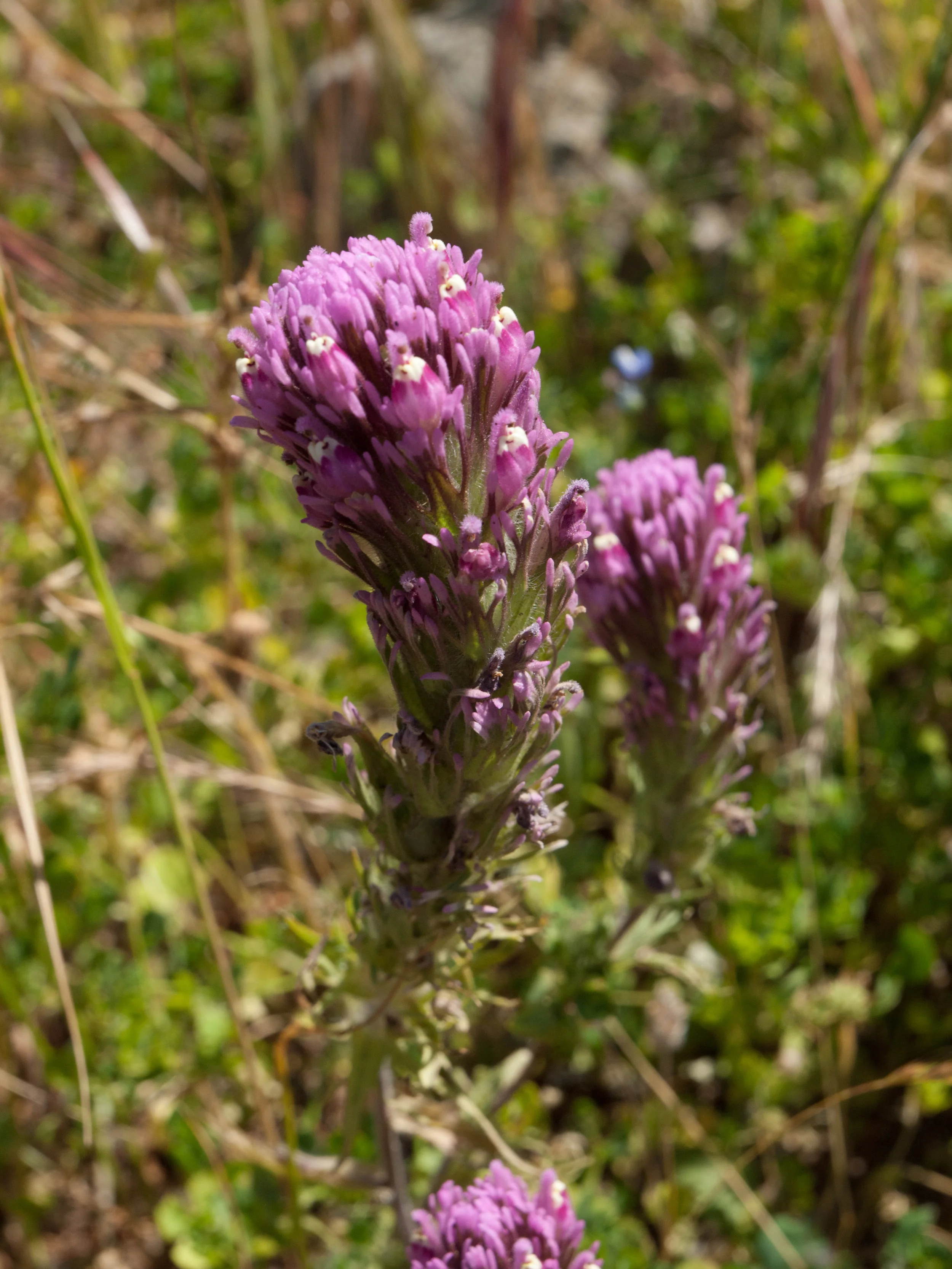 Castilleja densiflora