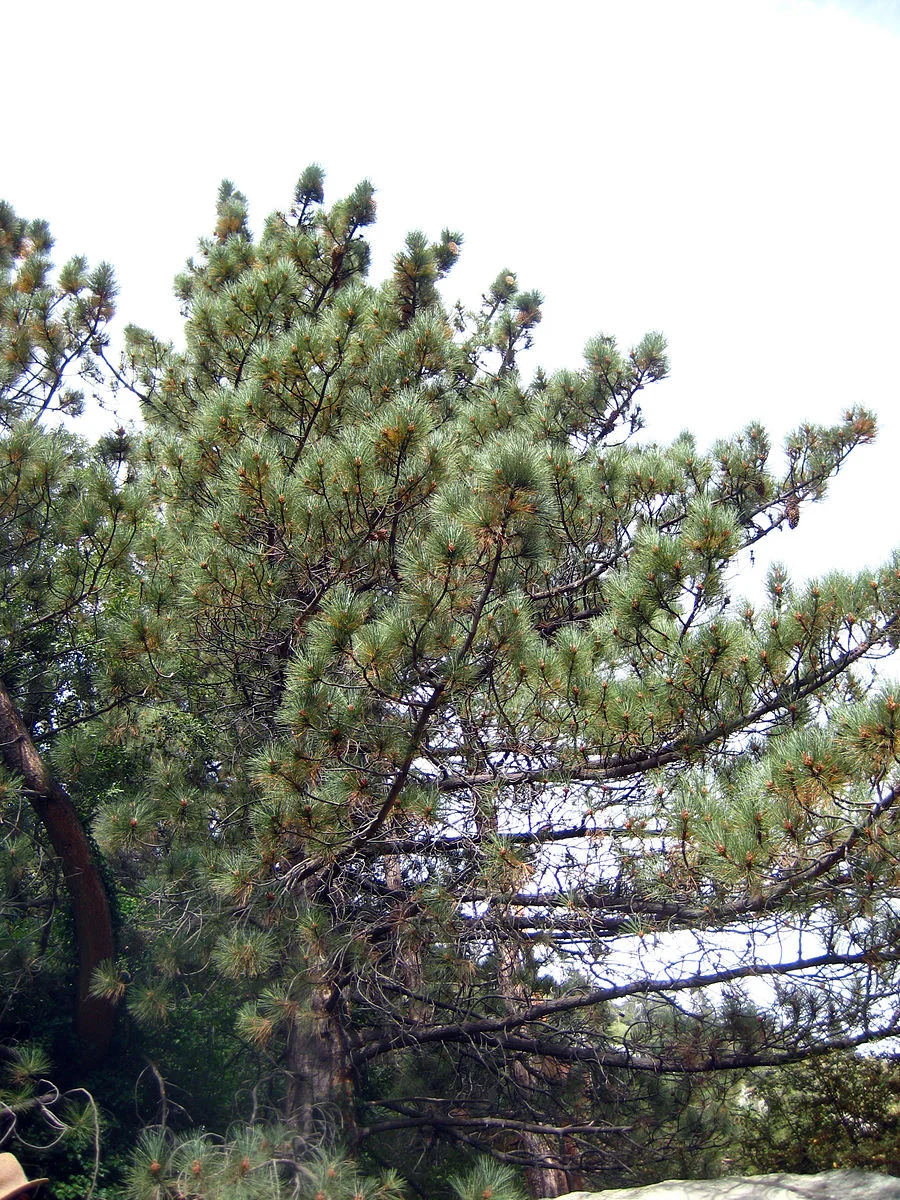 Pinus coulteri