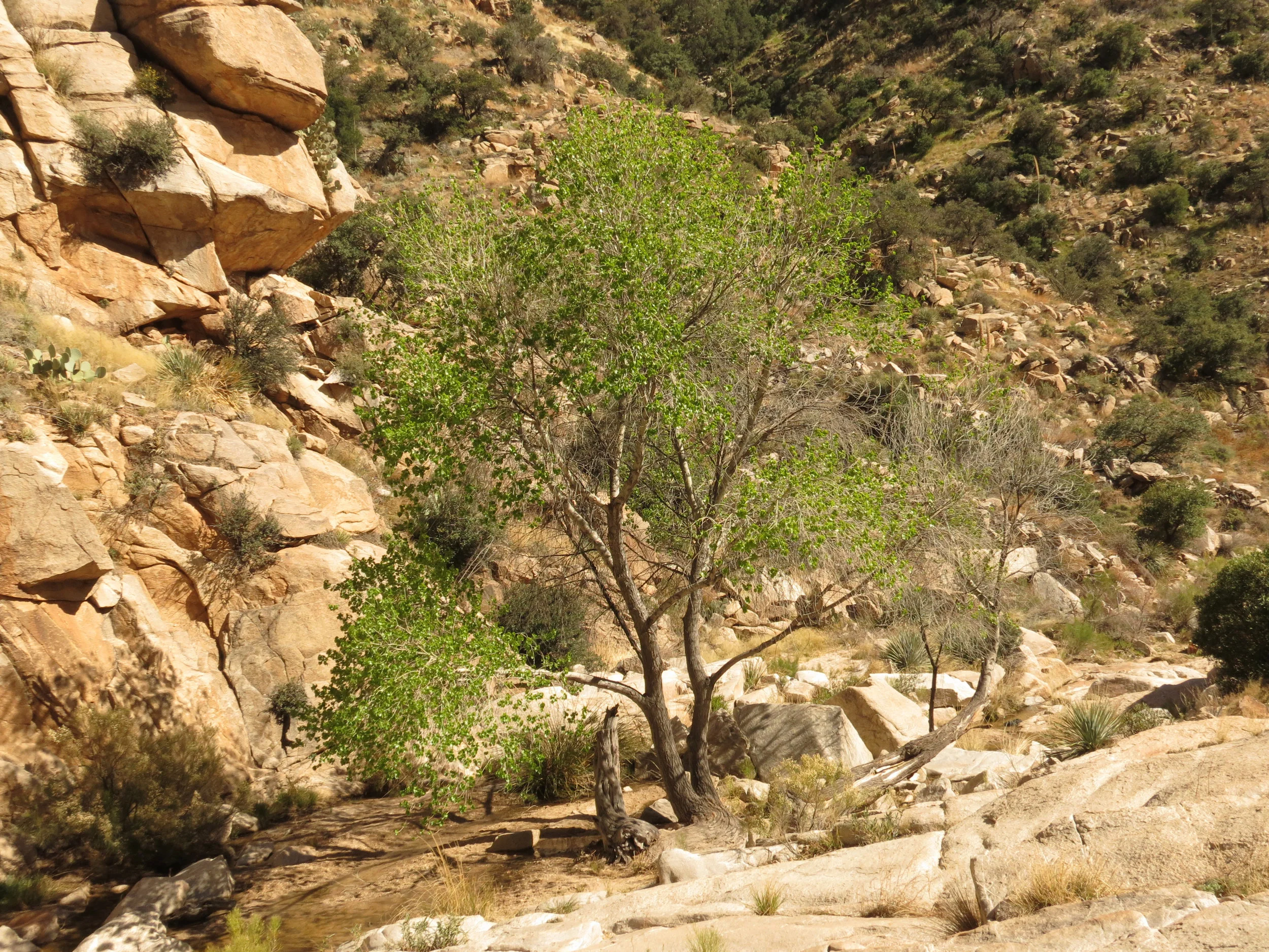 Populus fremontii