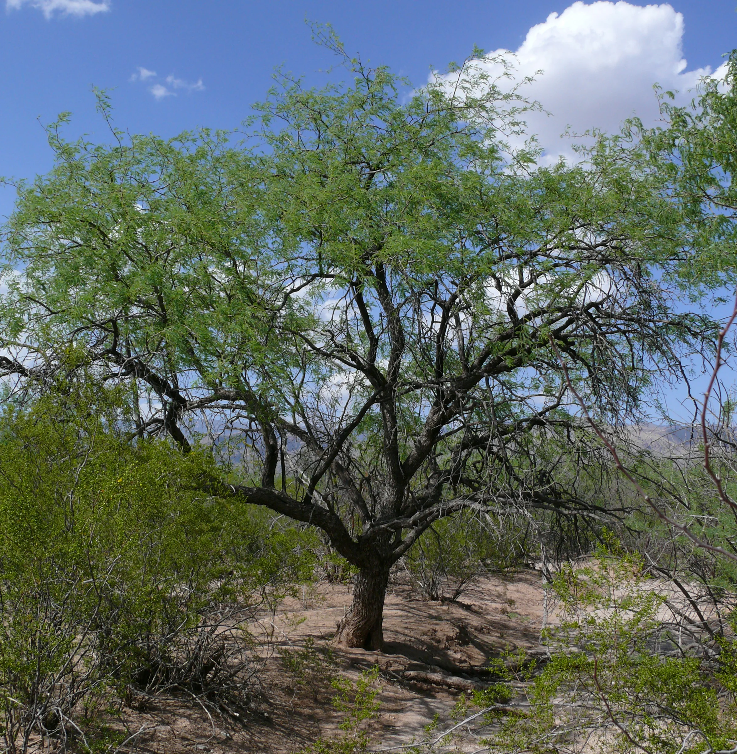 Prosopis velutina