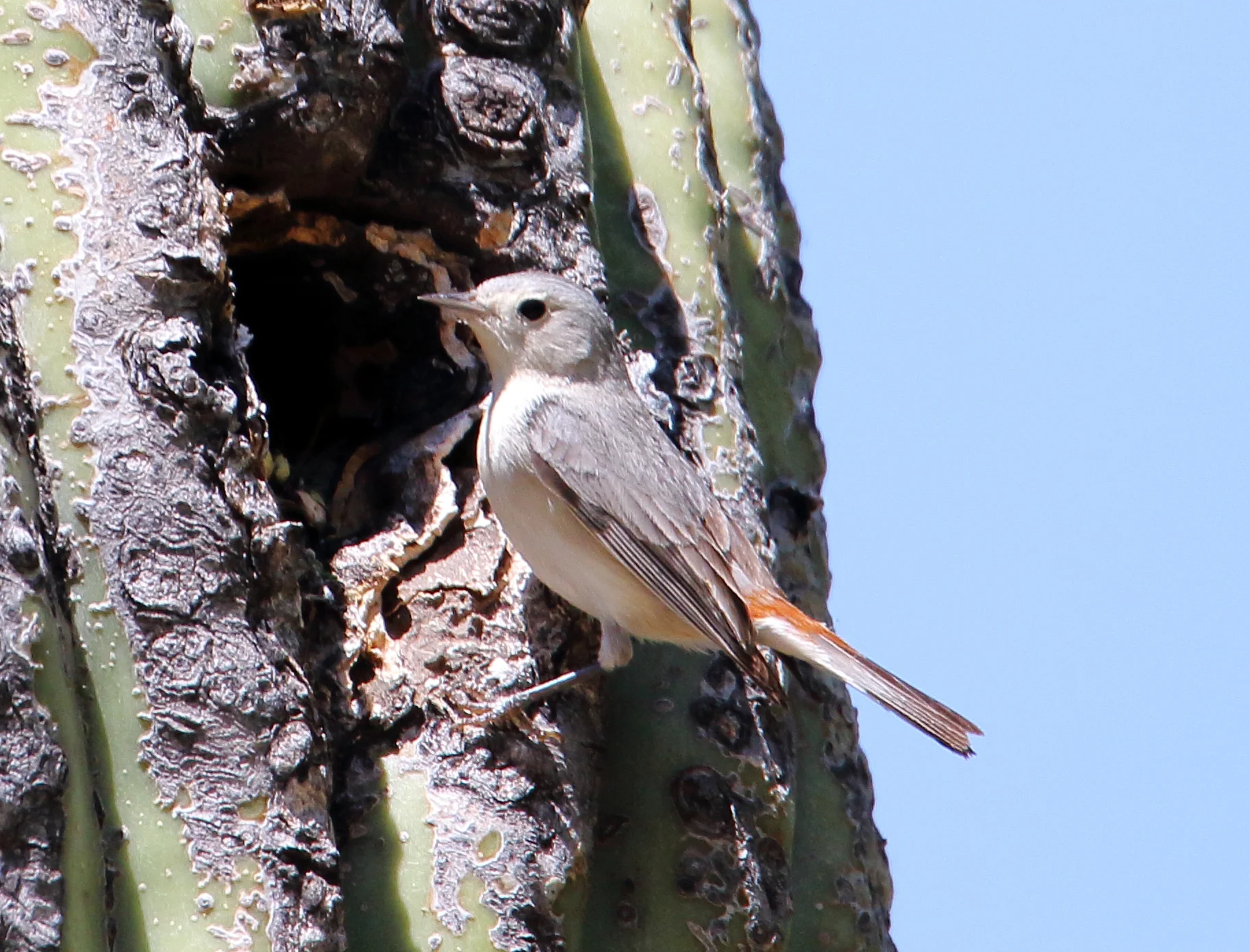 Lucy’s Warbler