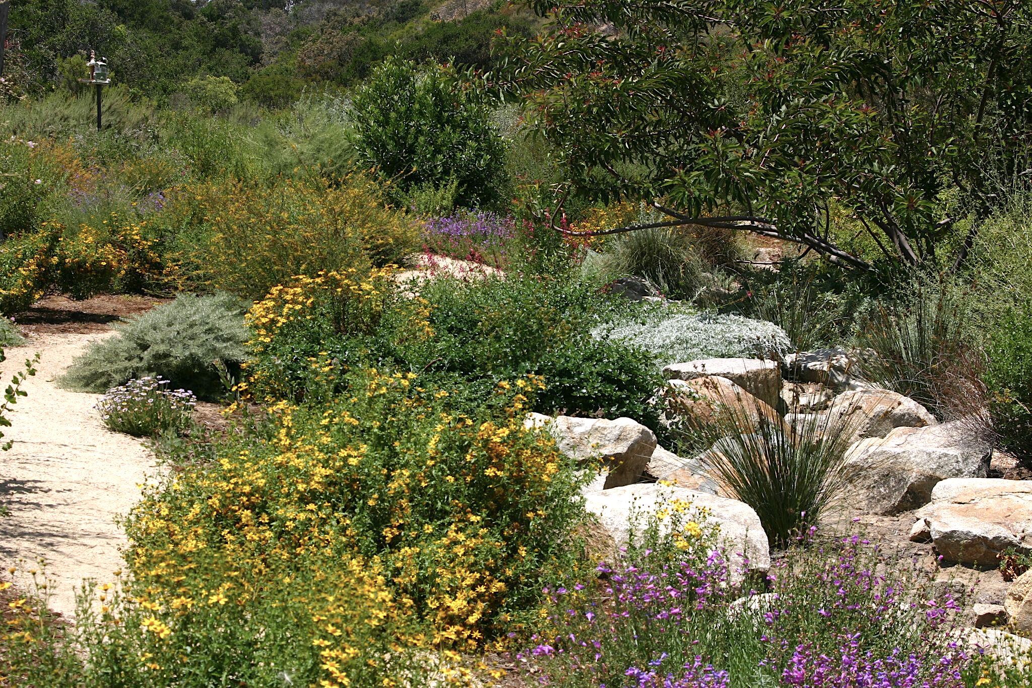 CNPS-SD Garden Tour 2018 Press Photo 2 (author-Greg Rubin).jpeg