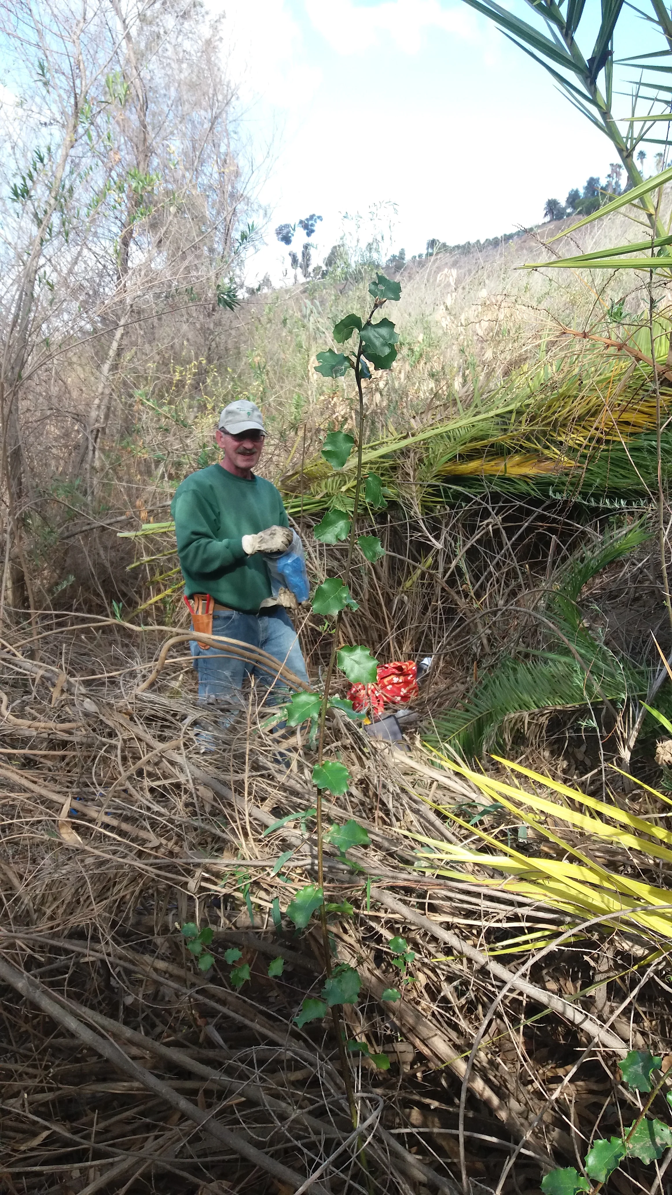 Bob Byrnes stands with a robust Coast Live Oak sapling brought into the sunlight after palm fronds shading it were removed.