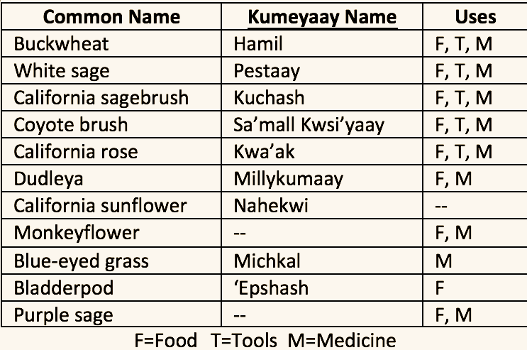 Kumeyaay Plant Names.png