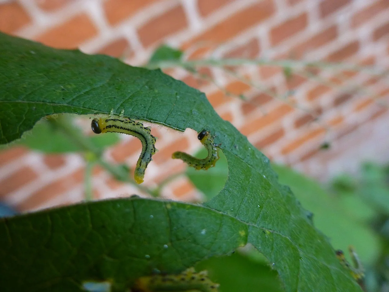 holed leaf.jpg