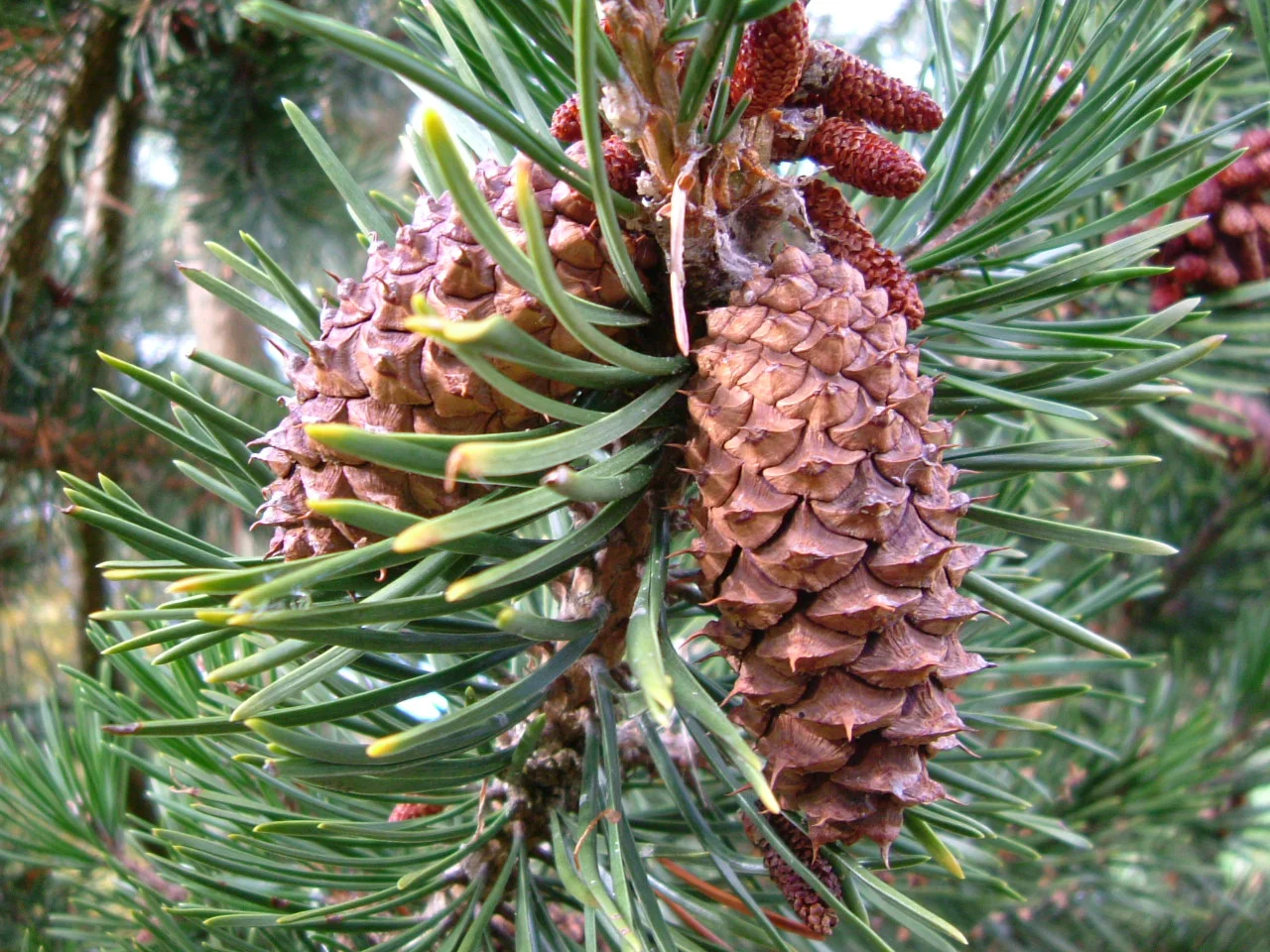 S. Rae&nbsp;from Scotland, UK,&nbsp;Pinus contorta subsp. murrayana (Tamarack Pine or Sierra Lodgepole Pine) - Flickr - S. Rae,&nbsp;CC BY 2.0