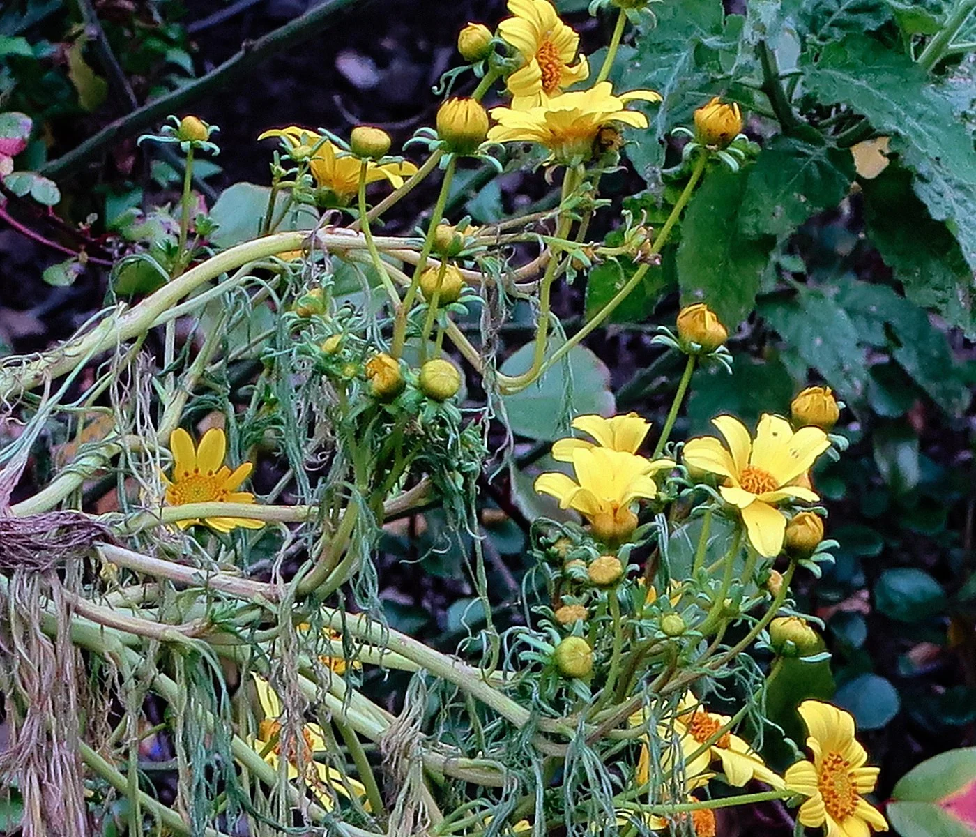 Leptosyne gigantea,&nbsp;John Rusk&nbsp;from Berkeley, CA, United States of America,&nbsp;J20170314-0037—Leptosyne gigantea—RPBG—DxO (33553514456),&nbsp;CC BY 2.0