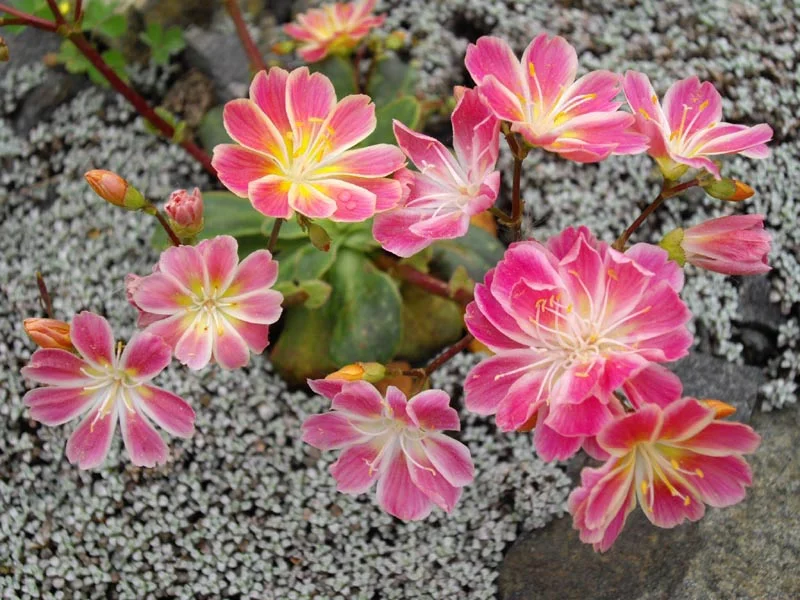 Lewisia_cotyledon_(1)_2.jpg