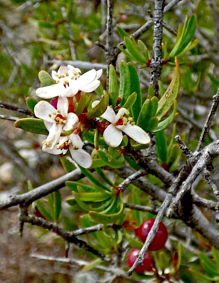 Bushrue (Cneoridium dumosum) 