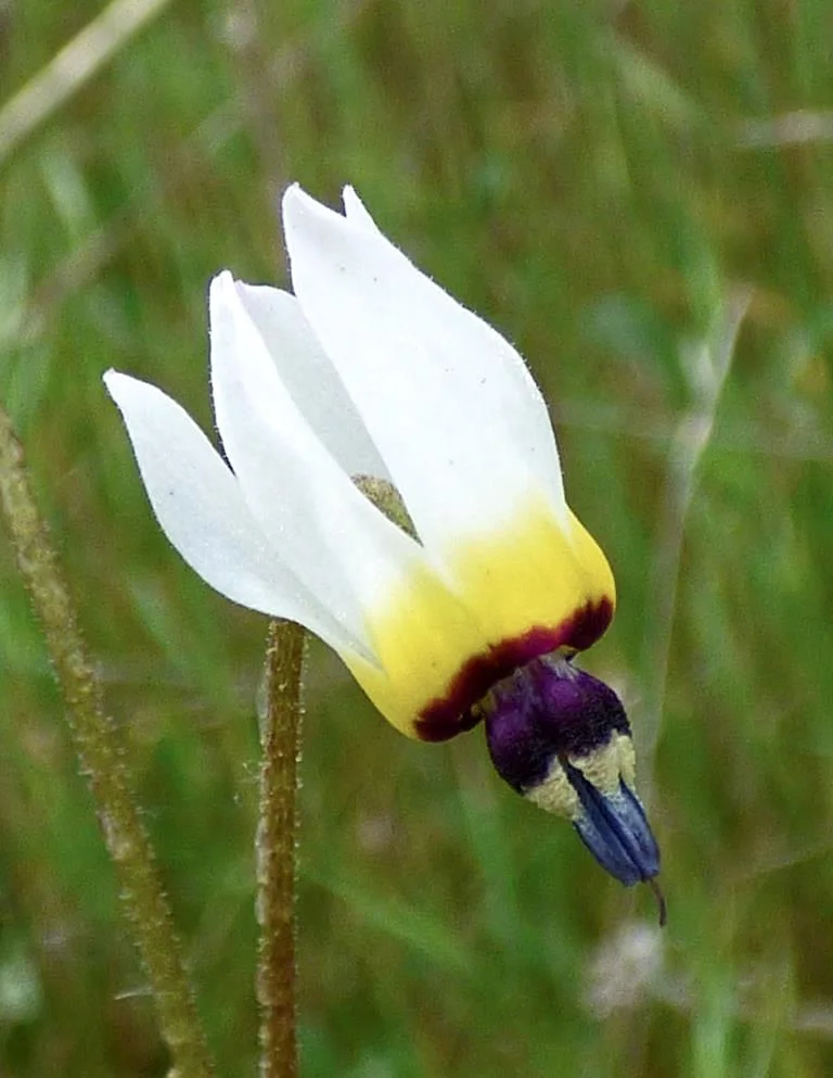 Padre's Shooting Star (Primula clevelandii)