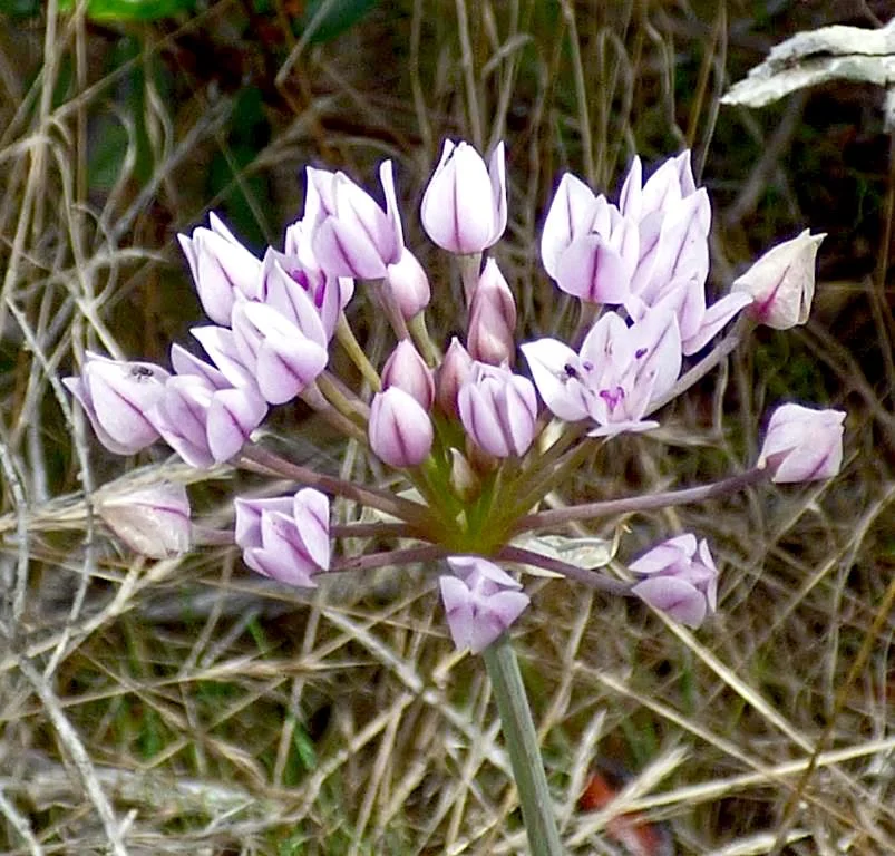 Early Onion (Allium praecox)