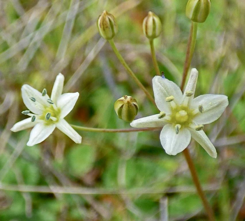 Sea Muilla (Muilla maritima)