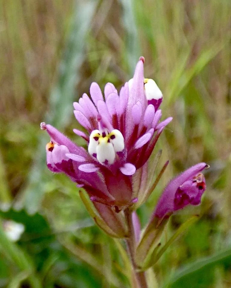 Owl's Clover (Castilleja exserta) 