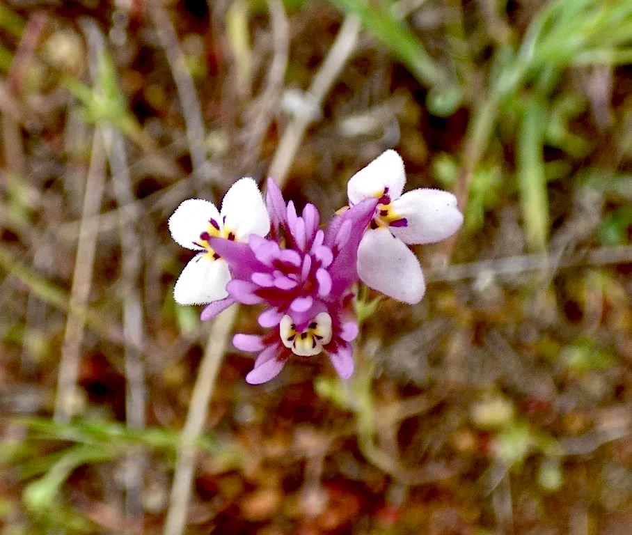 Owl's Clover (Castilleja exserta) 